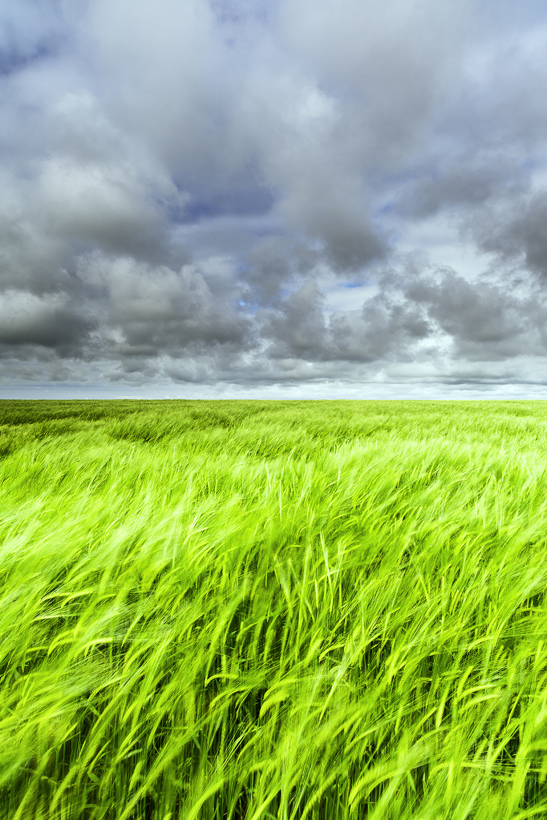 Whispering Grass